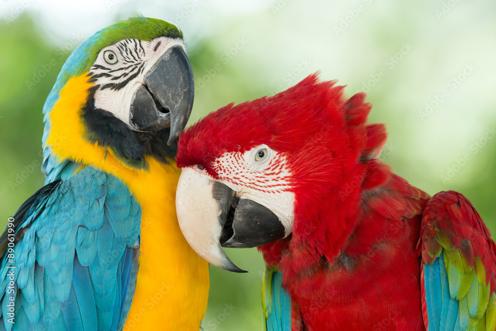  parrots