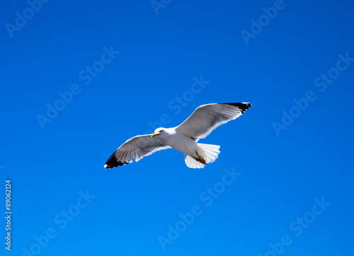 Flock in sky