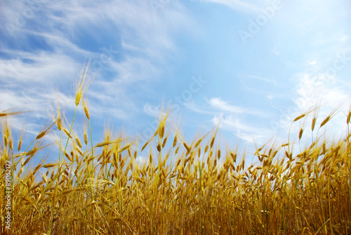 wheats field