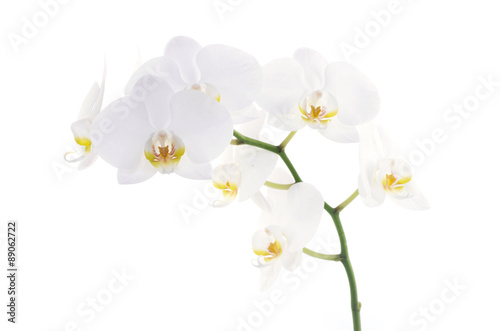 Fototapeta Naklejka Na Ścianę i Meble -  orchids