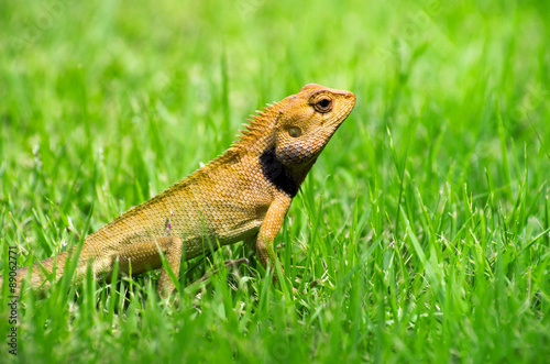  lizard © Pakhnyushchyy