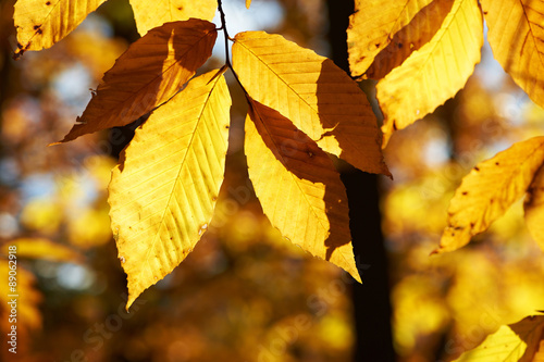 Autumn yellow leaves background