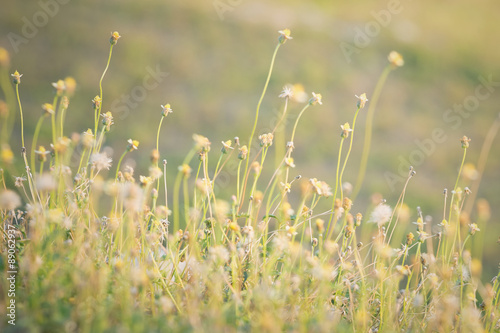 Vintage photo of flower grass field in sunset