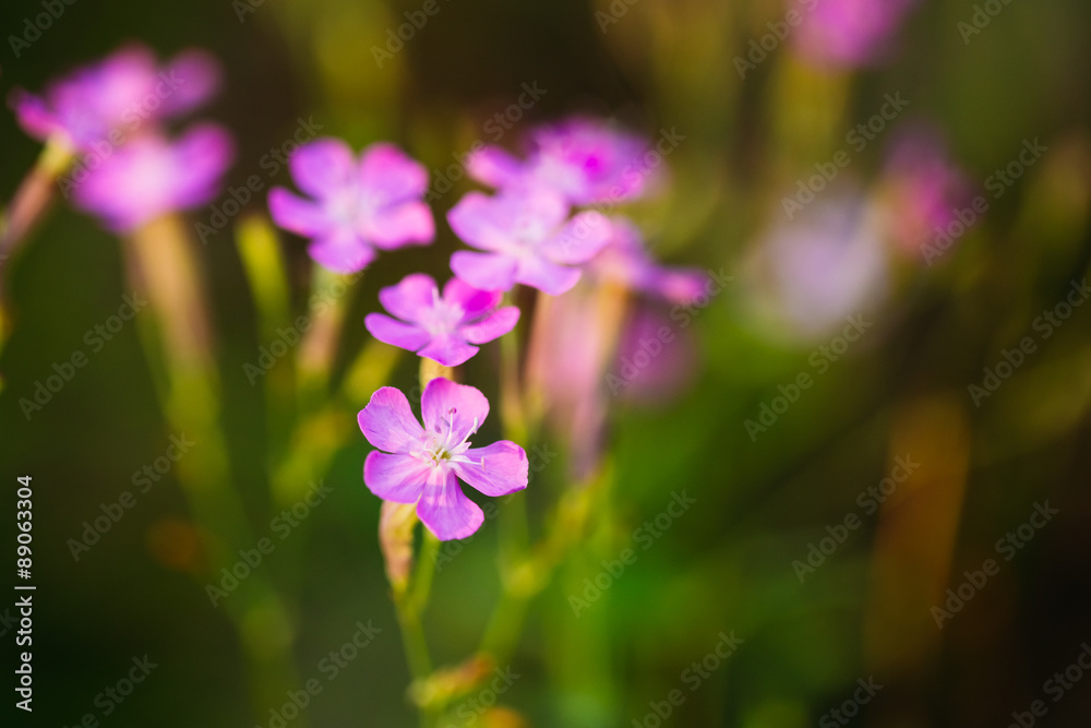 Purple Wild Forest Flower, Russian Summer Nature