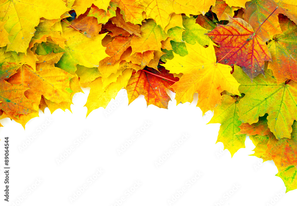Fototapeta premium autumn maple leaves
