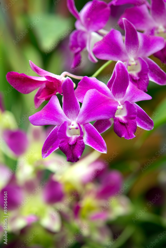 Fototapeta premium orchid