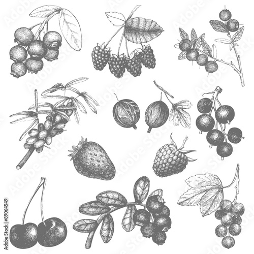 Vintage fruit and berry illustration