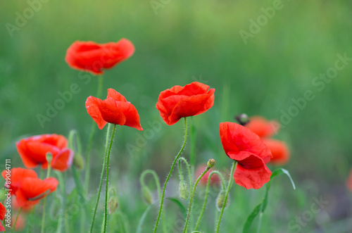  red poppy on field