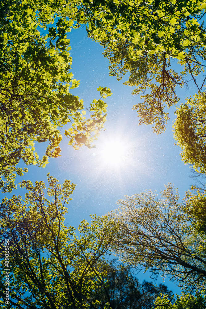 Obraz premium Sunny Canopy Of Tall Trees. Sunlight In Deciduous Forest, Summer