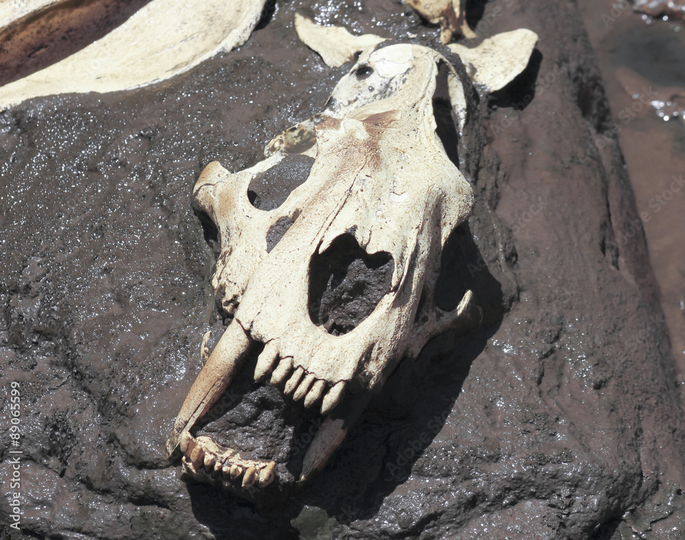 A Smilodon Skull Exposed in a Tar Pit A Smilodon Skull Exposed in a Tar Pit