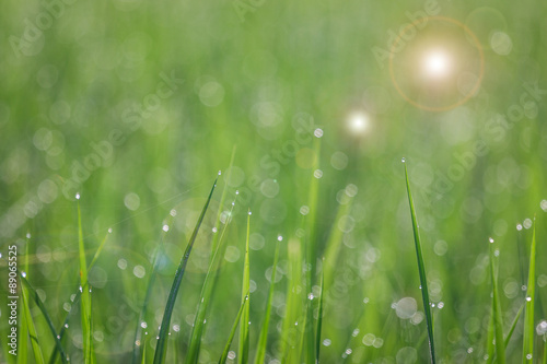 Close up of fresh thick grass with water drops 