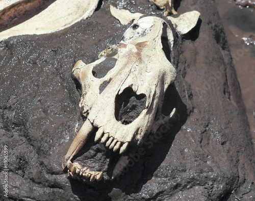 A Smilodon Skull Exposed in a Tar Pit