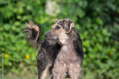 Mangy dog