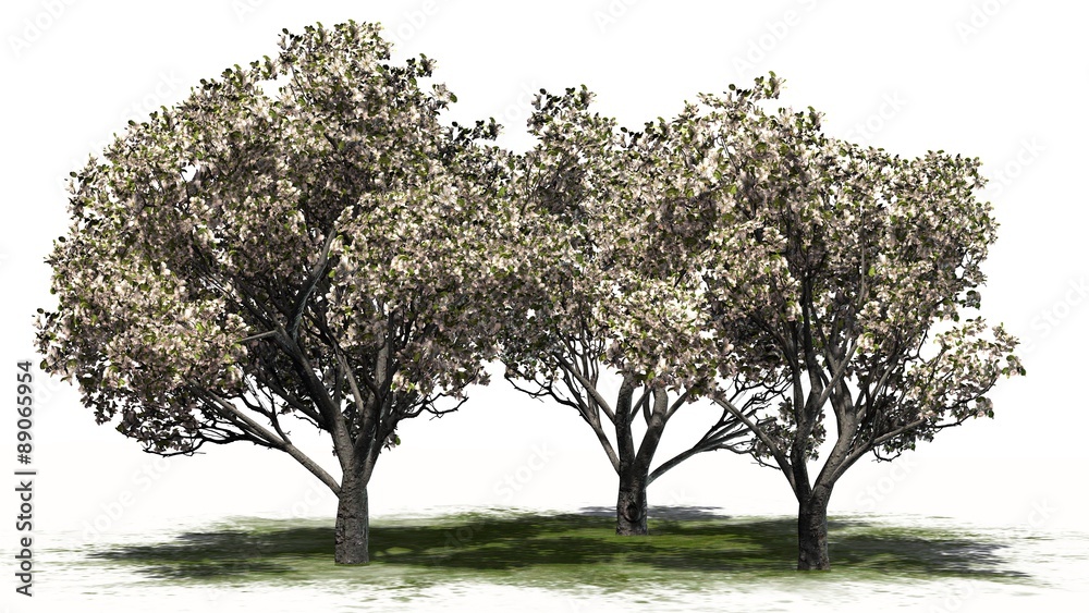 Fototapeta premium red delicious apple trees spring - separated on white background