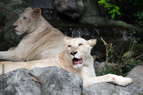 Female white lion lying on the rock © crazybboy