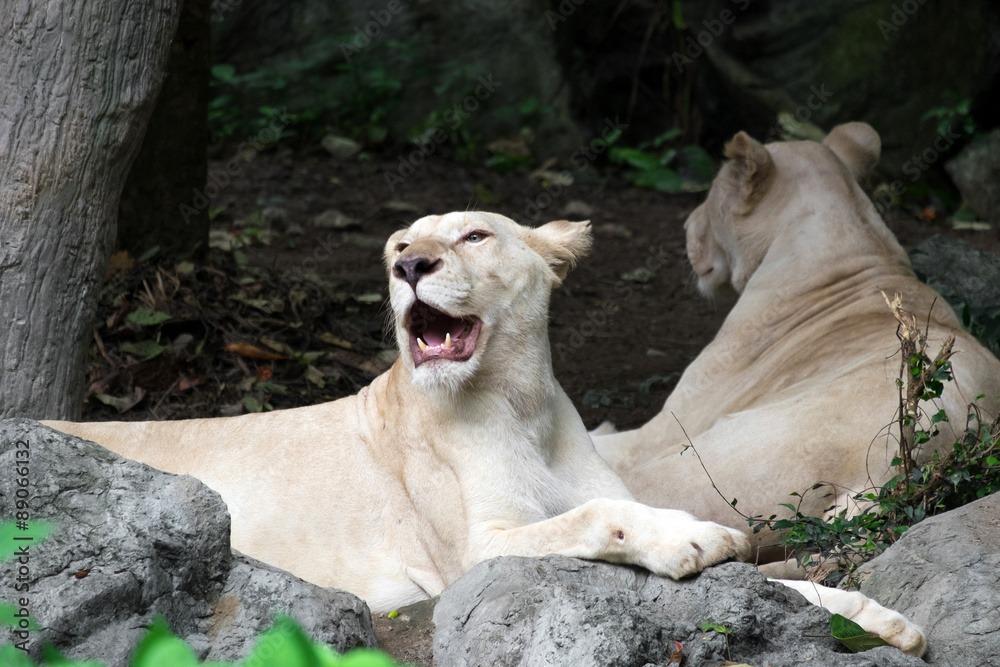 Female white lion lying on the rock Female white lion lying on the rock