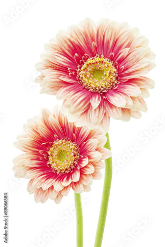 Gerbera