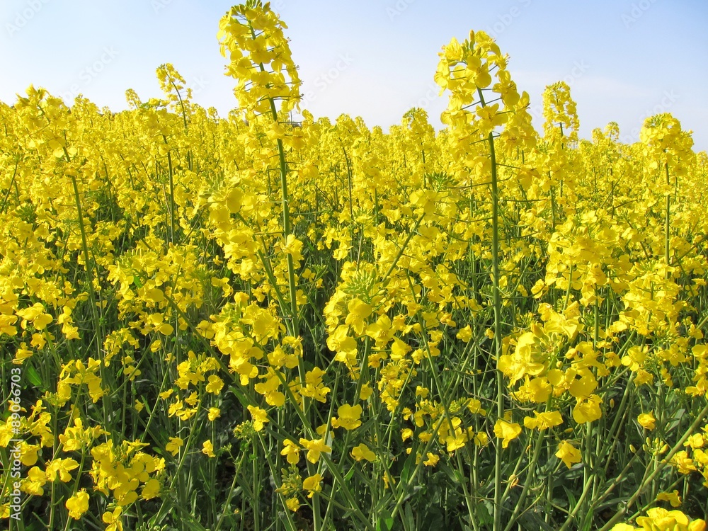 Flower of rape Flower of rape