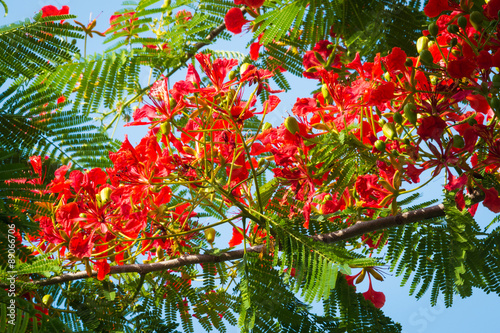 Fototapeta Naklejka Na Ścianę i Meble -  Flame Tree Flower - Royal Poinciana Tree on blue sky
