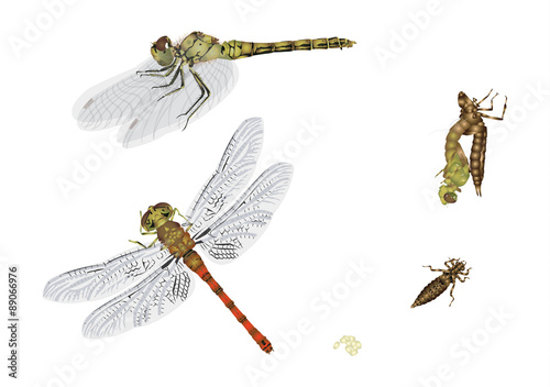 Life cycle of dragonfly