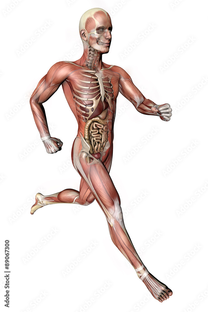 Uomo corpo anatomia fitness, muscoli e scheletro