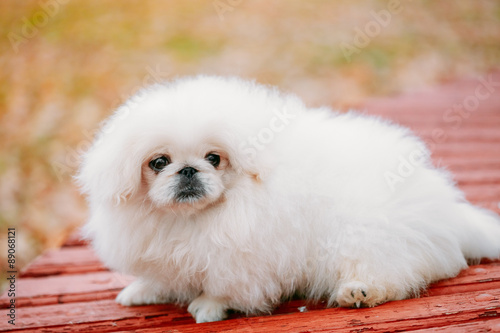 White Pekingese Pekinese Peke Whelp Puppy Dog