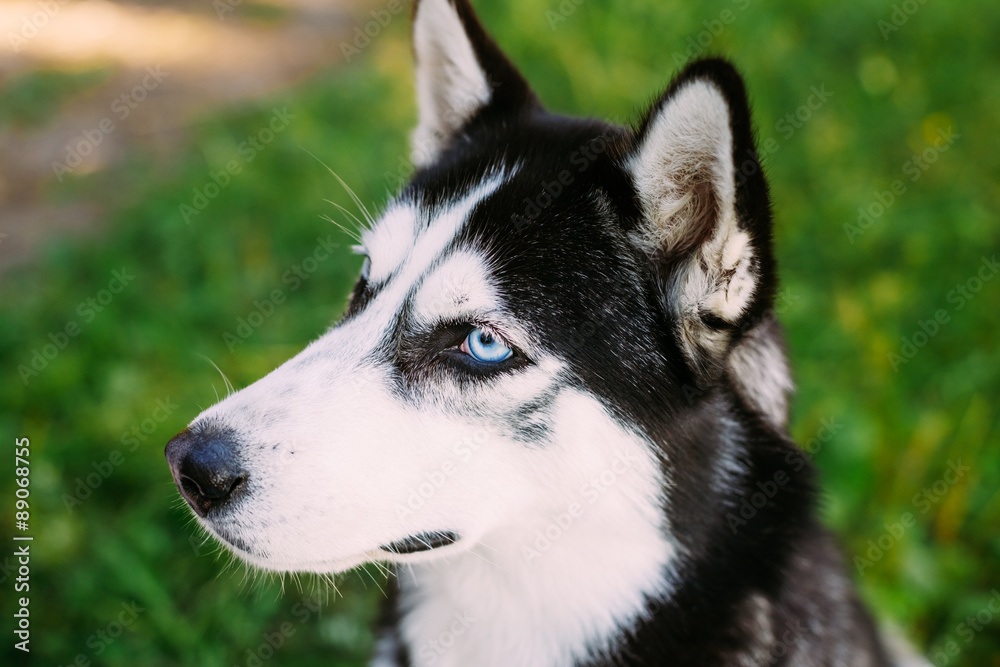 Young Happy Husky Eskimo Dog Sitting In Grass Outdoor Young Happy Husky Eskimo Dog Sitting In Grass Outdoor