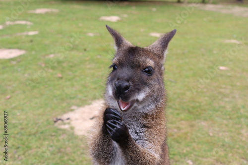 Wallaby de Bennett photo