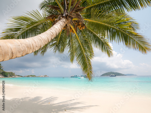Fototapeta Naklejka Na Ścianę i Meble -  Beautiful beach view from under coconut tree