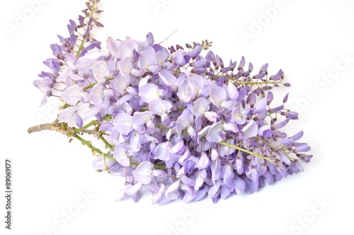 Wisteria