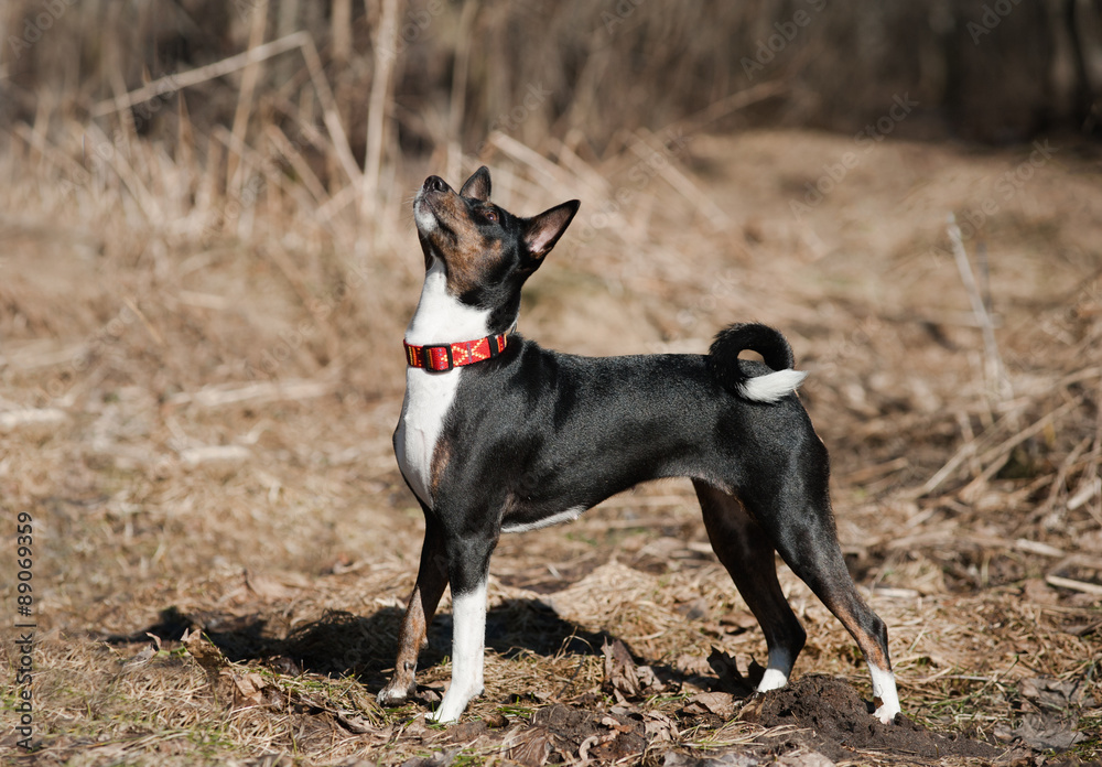 basenji