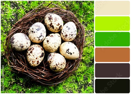Bird eggs in nest on green grass  and palette of colors