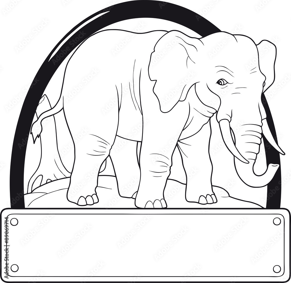 Obraz premium elephant