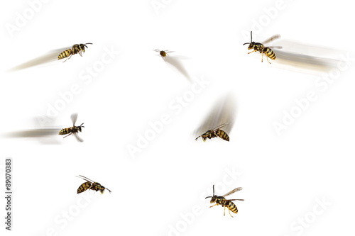 5 Wespen im Flug und 2 im Sitzen freigestellt