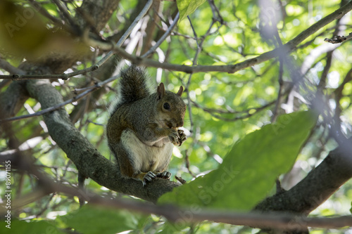 squirrel © alanshots