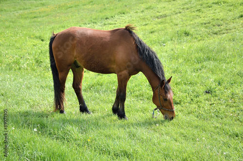 Grazing brown horse on green field