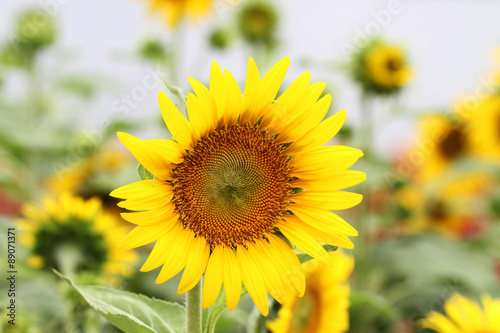 Sun flowers