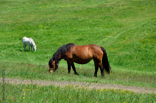 Brown and white horse grazing