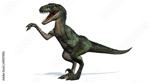 velociraptor dinosaurs - isolated on white background photo