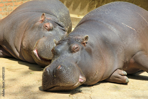 Relaxing Hippos