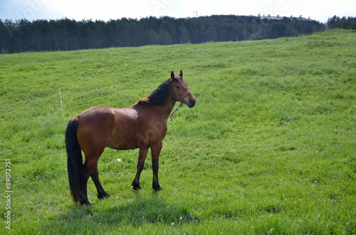 Brown horse on green field © branislav