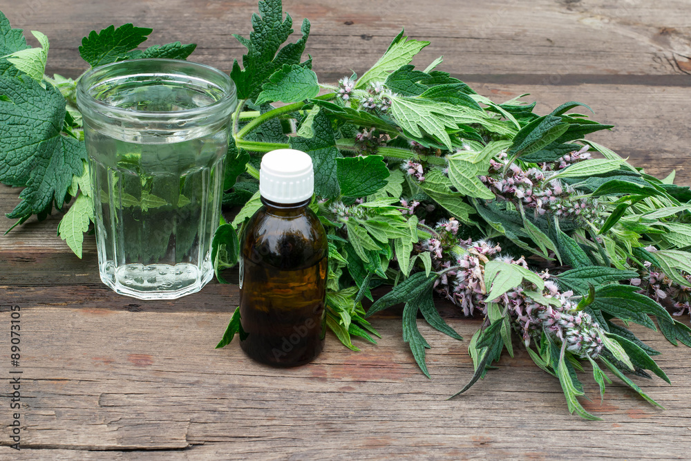 Medicinal plant motherwort and tincture of motherwort Medicinal plant motherwort and tincture of motherwort