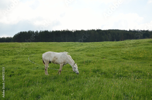 Fototapeta Naklejka Na Ścianę i Meble -  White horse on green field