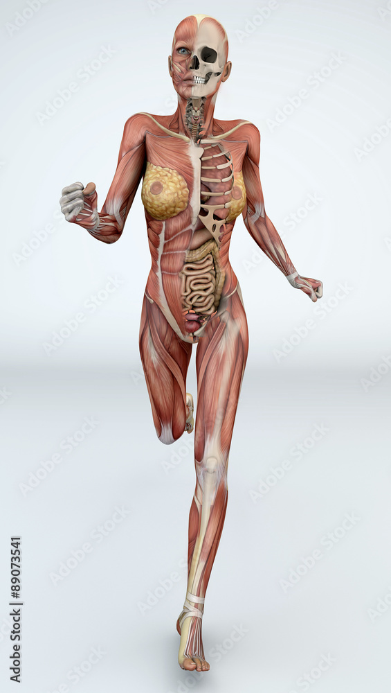 Donna corpo anatomia fitness, muscoli e scheletro Stock Illustration |  Adobe Stock