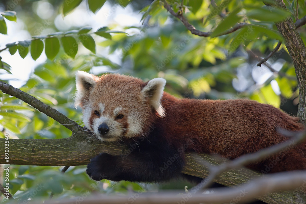 Fototapeta premium Red panda