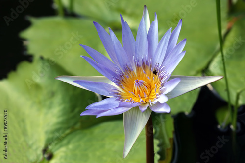 very juicy blooming Lotus in the pond close up