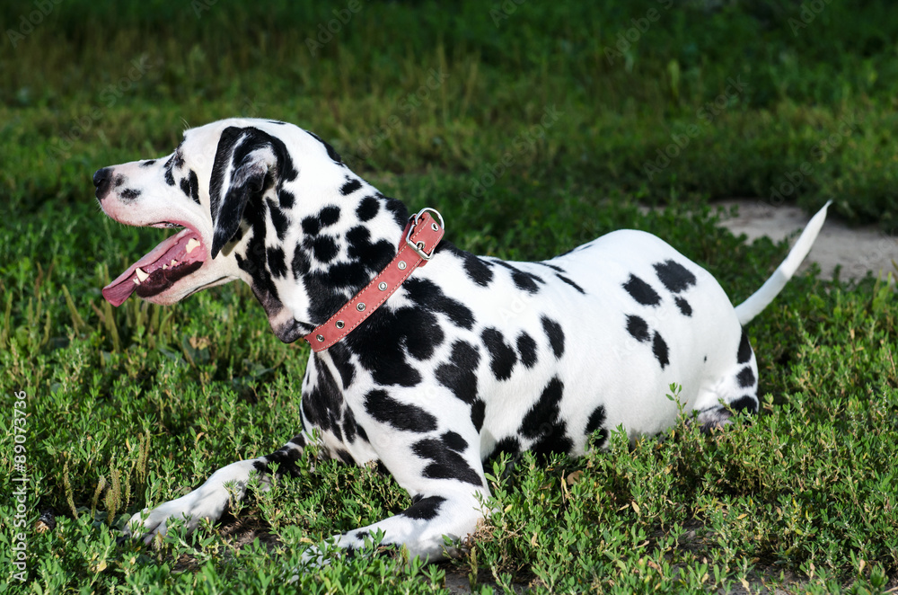 Dalmatian dog in nature lies the grass
