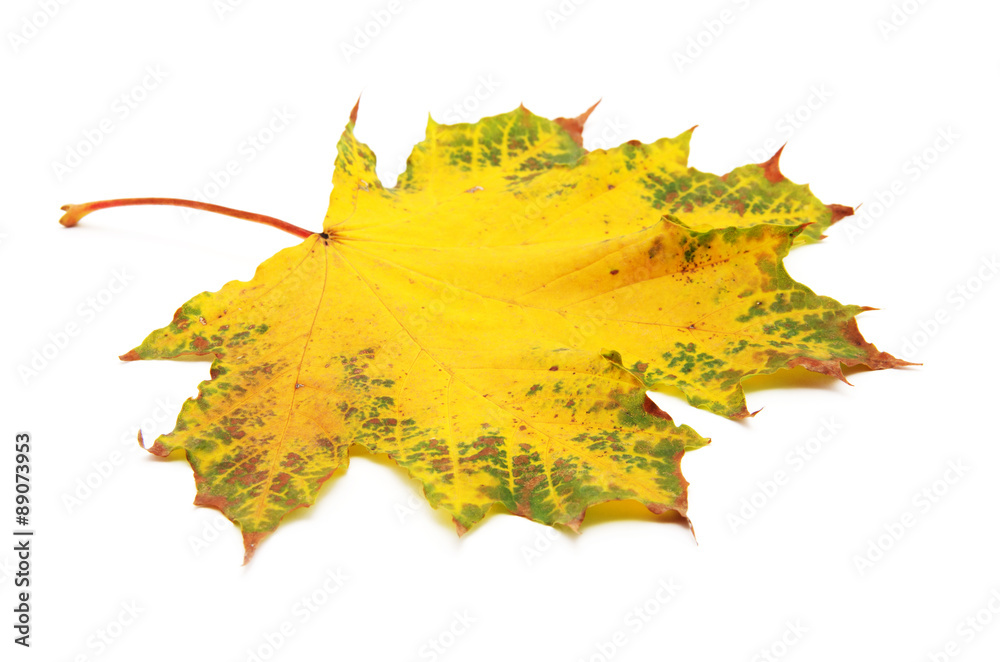 Fototapeta premium autumn maple leaf isolated on white background