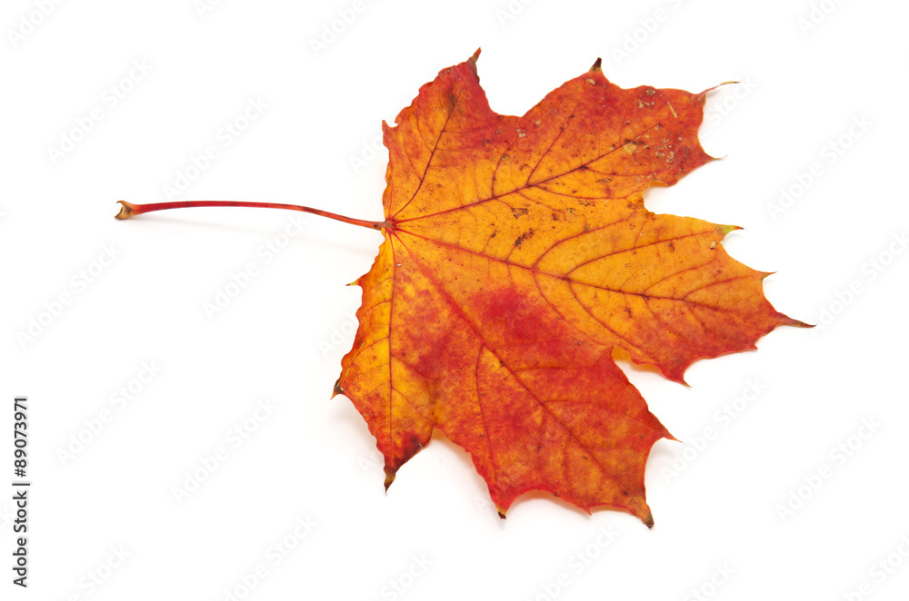 autumn maple leaf isolated on white background autumn maple leaf isolated on white background