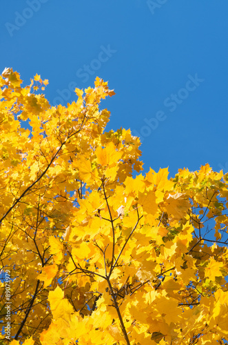 Fototapeta Naklejka Na Ścianę i Meble -  Autumn leaves with the blue sky background